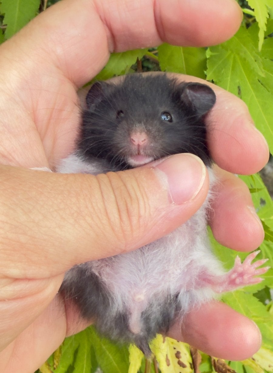 Syrische langharige hamster, Dieren en Toebehoren, Knaagdieren, Hamster, Mannelijk, Mei, Tam