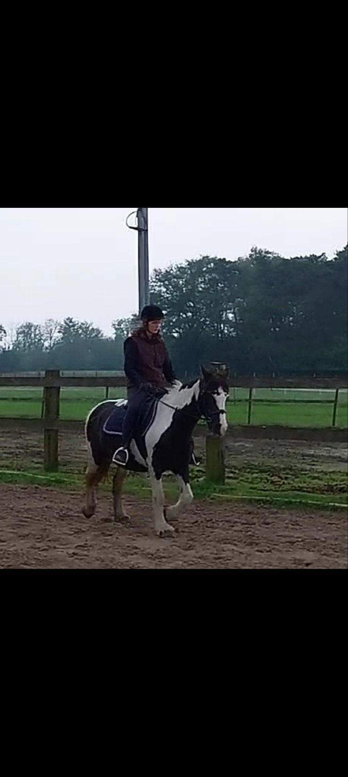 verzorg paard gezocht