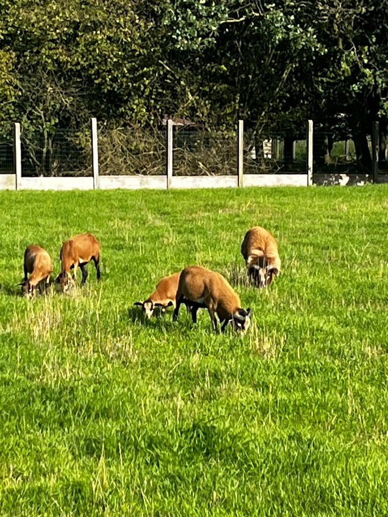 Kameroen schaap, Mâle, Mouton, 0 à 2 ans