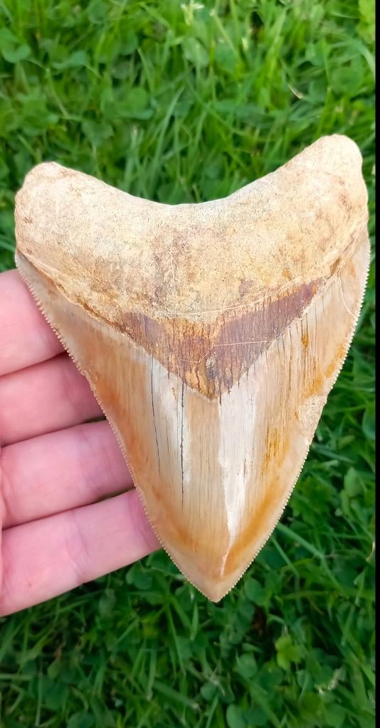 Fossiles de dents de requin mégalodon de 11,2 cm, Enlèvement ou Envoi, Fossile