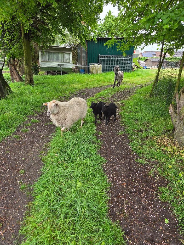 Schapen, Femelle, Mouton, 0 à 2 ans