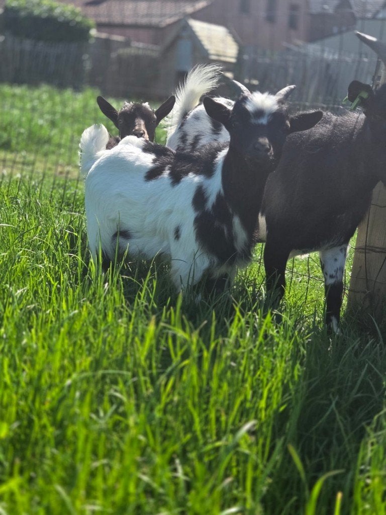 Geitebokje, Dieren en Toebehoren, Mannelijk, Geit, 0 tot 2 jaar