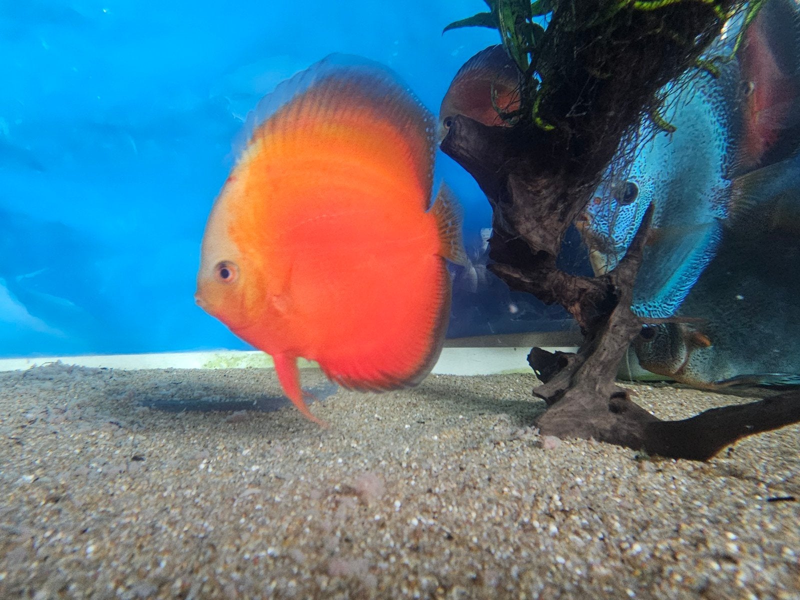 Prachtige discussen te koop Aziatische, Animaux & Accessoires, Poissons | Poissons d'aquarium