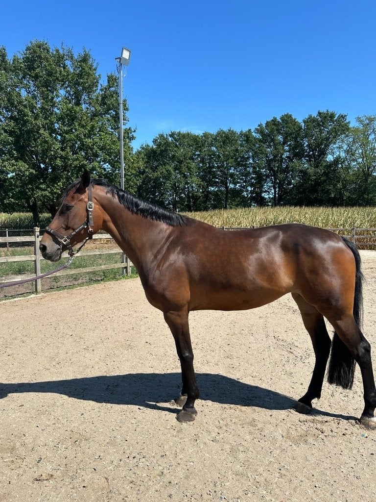 Allround KWPN-merrie, 10 jaar, Dieren en Toebehoren, Merrie, 165 tot 170 cm, Springpaard, 7 tot 10 jaar