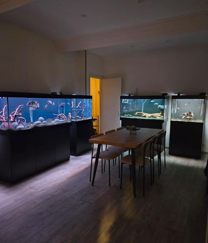 4 aquariums te koop + amerikaanse cichliden en L nummers, Enlèvement, Juwel