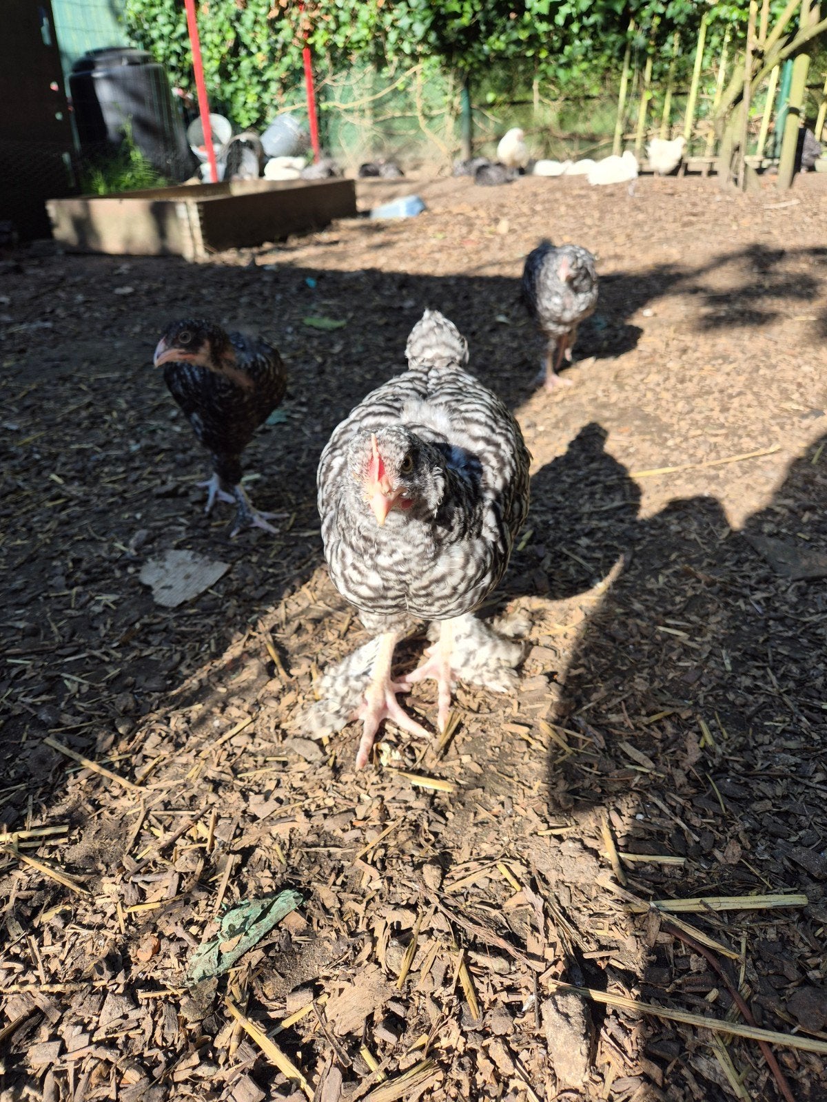 Coucou de Malines, jeune poulet, Plusieurs animaux, Poule ou poulet