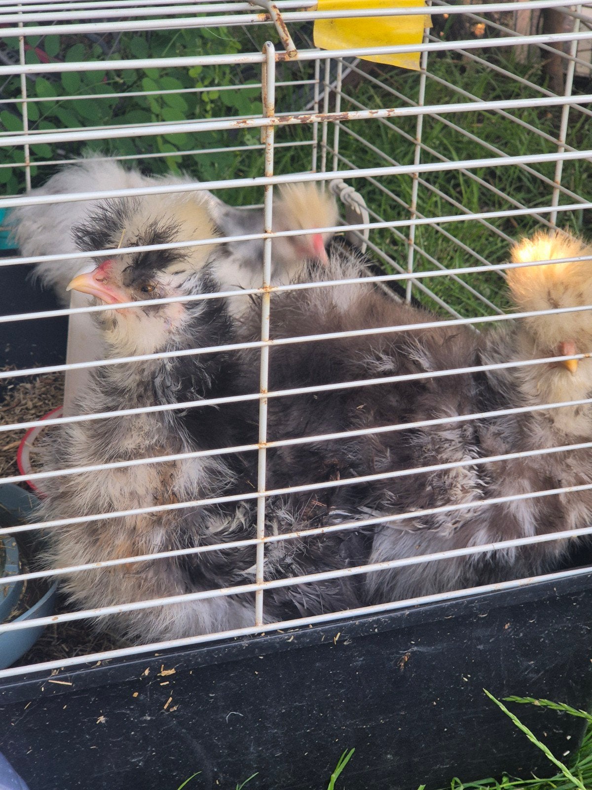 Mottled haantjes zoeken thuis