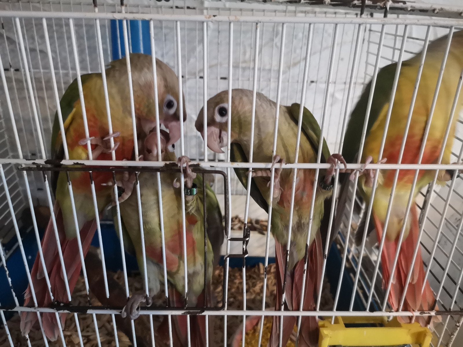 Conure eam mâle et femelle, Mâle