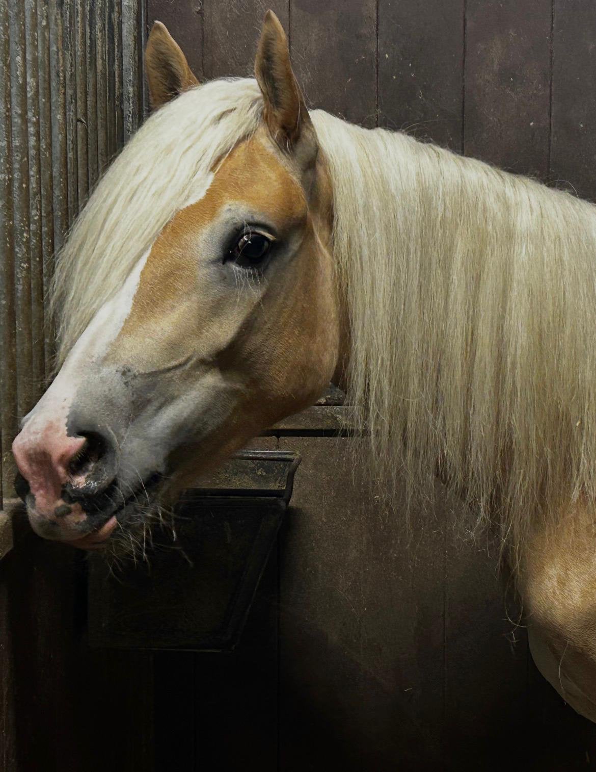 Prachtige Haflingermerrie, Dieren en Toebehoren, Stalling en Weidegang