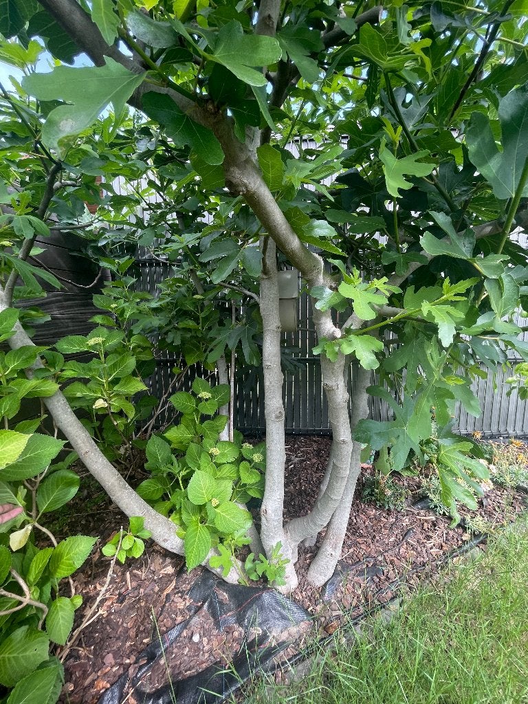 Vijgenboom, Ophalen, 100 tot 250 cm, Volle zon, Vijgenboom