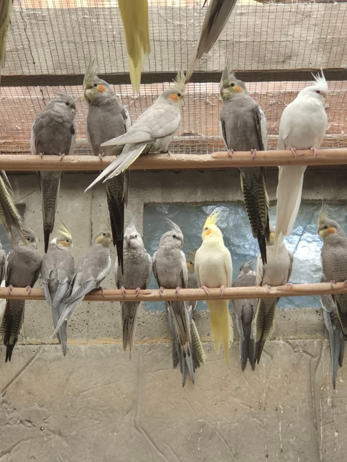 valkparkieten, Meerdere dieren, Parkiet, Geringd