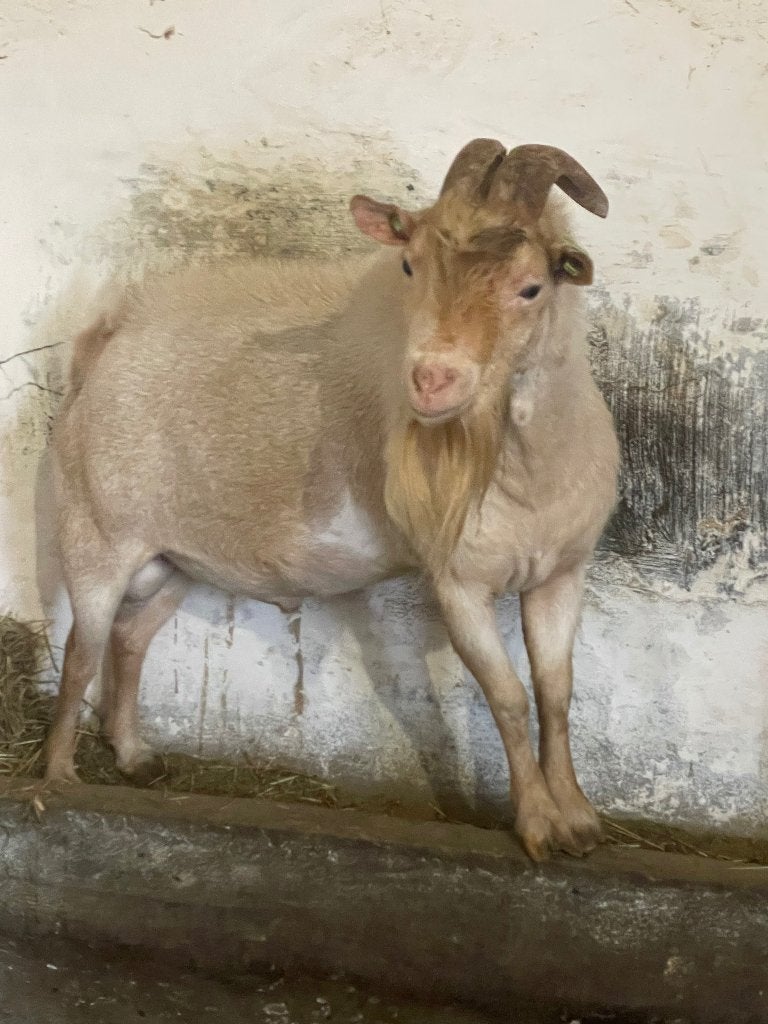Mooie dekbok, Mannelijk, Geit, 0 tot 2 jaar