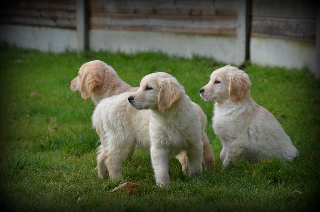 Golden Retriever pups, Golden retriever, België, CDV (hondenziekte), 8 tot 15 weken