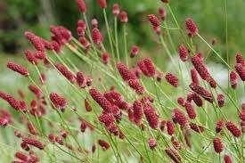 Sanguisorba Proud Mary, Ophalen, Halfschaduw