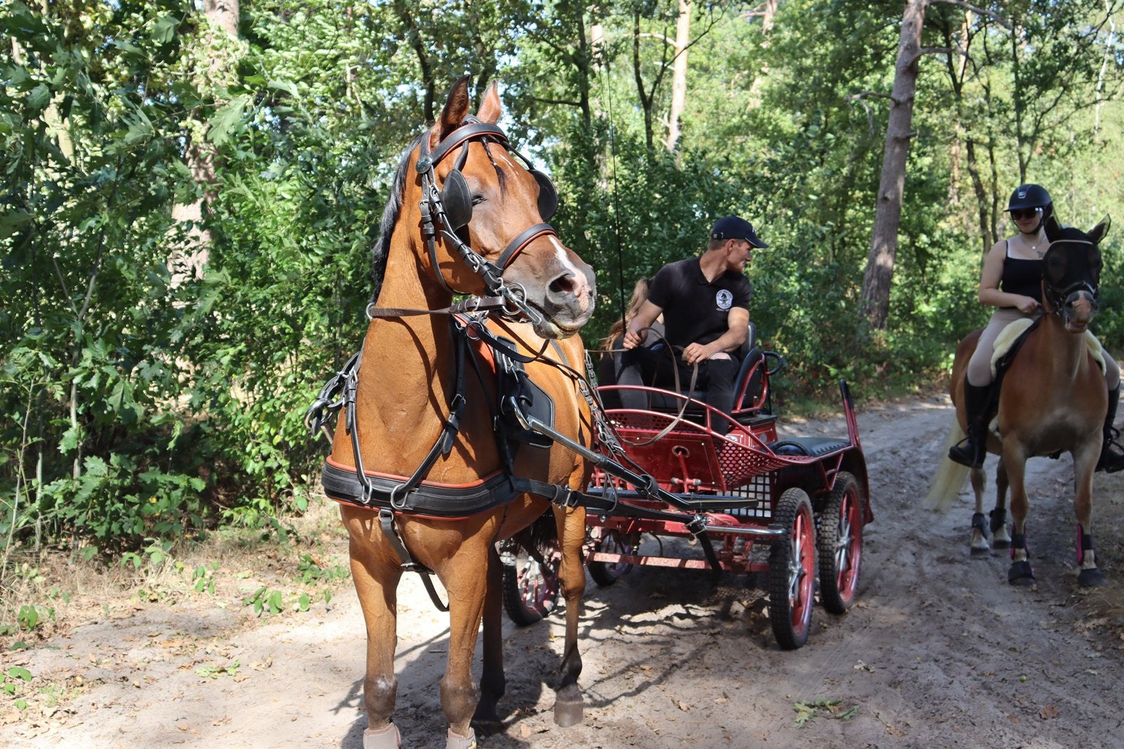 Eccellent marathonkoets, Dieren en Toebehoren, Rijtuigen en Koetsen, Zo goed als nieuw, Marathonwagen, Paard of Pony, Gesloten