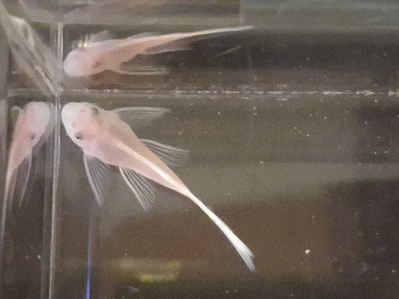 Snow white long fin pleco 3cm