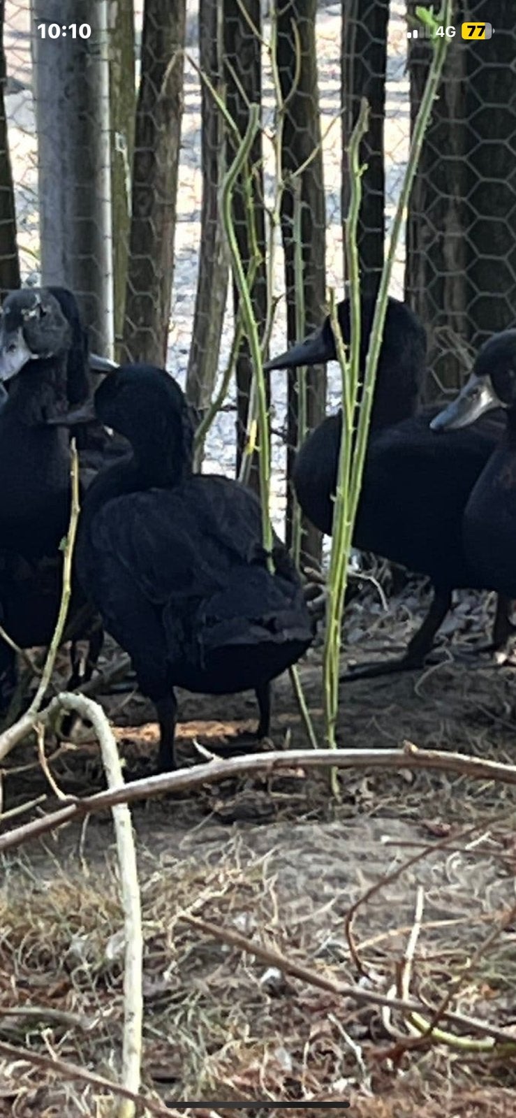 32  eenden te koop, Dieren en Toebehoren, Meerdere dieren, Eend
