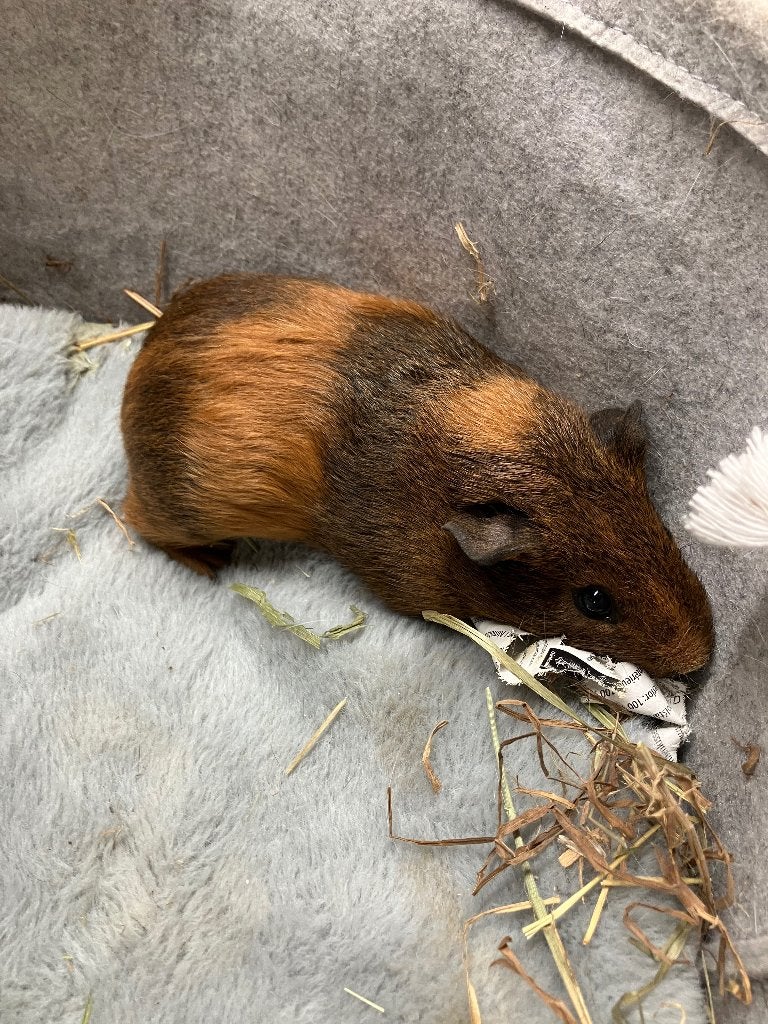 Cavia, Dieren en Toebehoren, Knaagdieren, Juli, Meerdere dieren, Cavia
