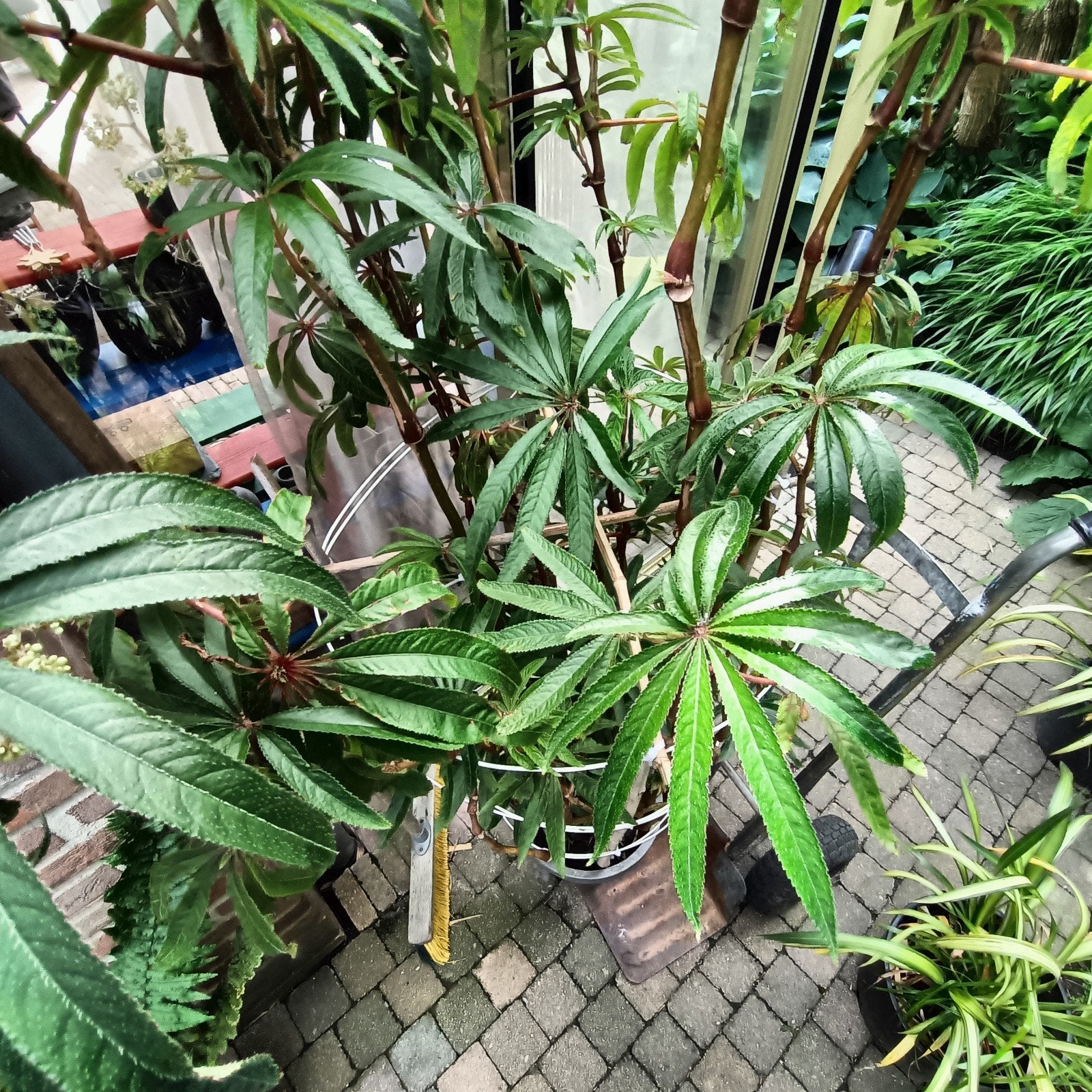 Begonia luxirians., Tuin en Terras, Planten | Tuinplanten, Ophalen