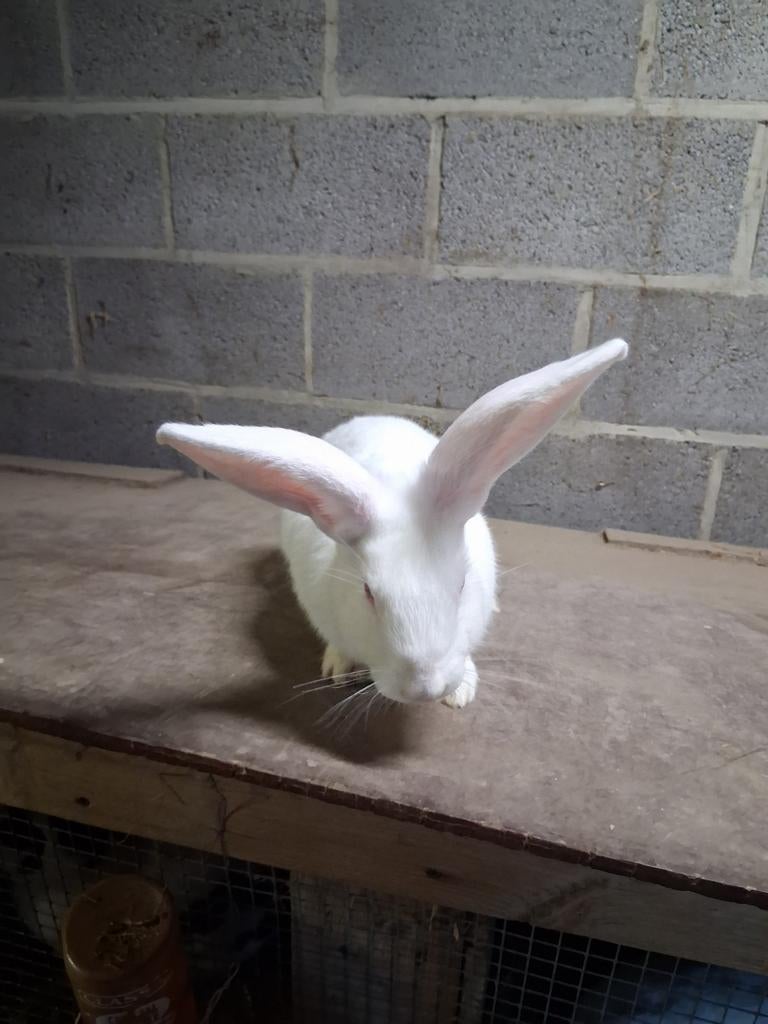 Vleeskonijn, Dieren en Toebehoren, Mannelijk, Groot, 0 tot 2 jaar