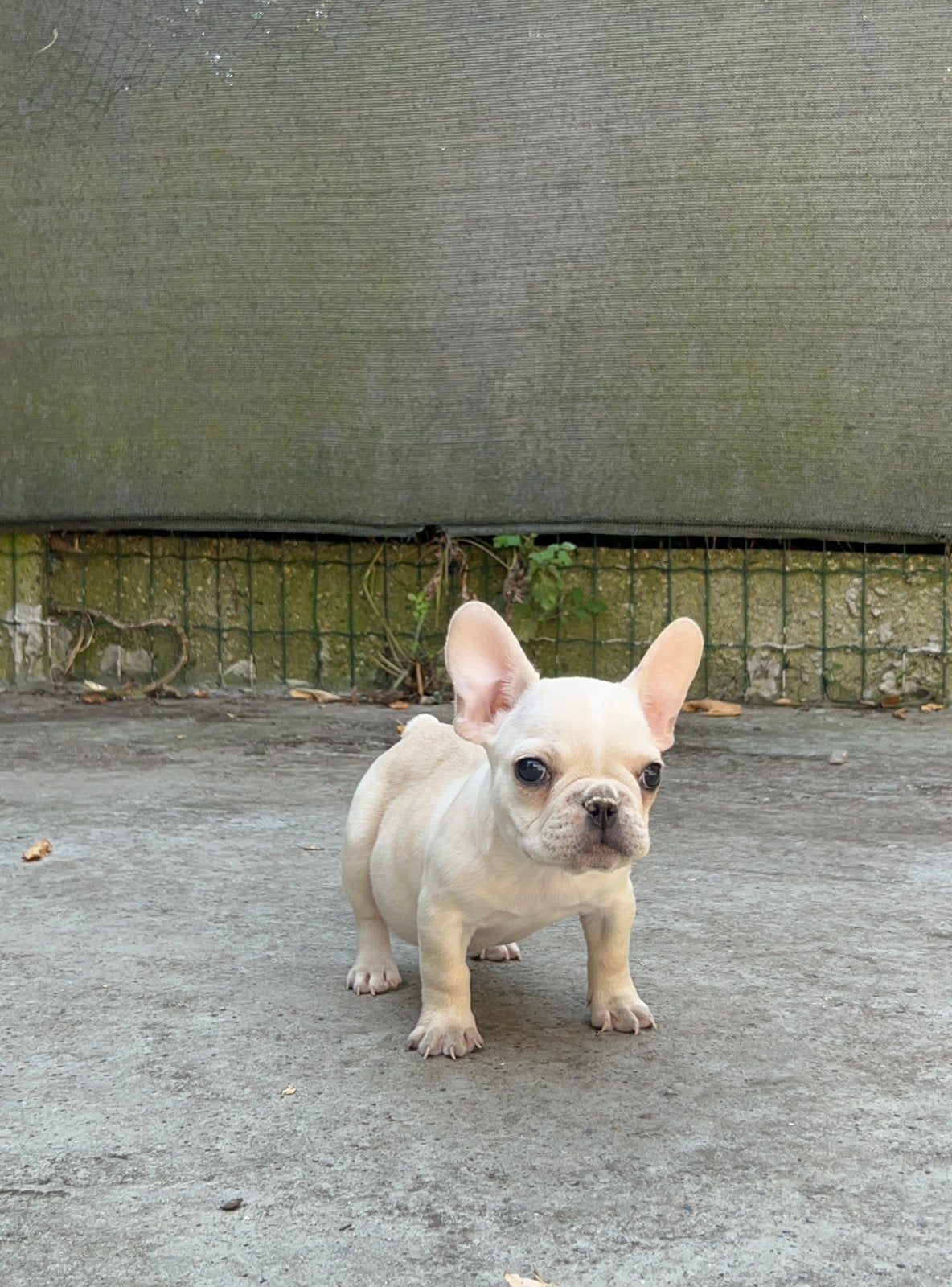Franse Bulldog ouders aanwezig, België, Particulier, CDV (hondenziekte), 8 tot 15 weken