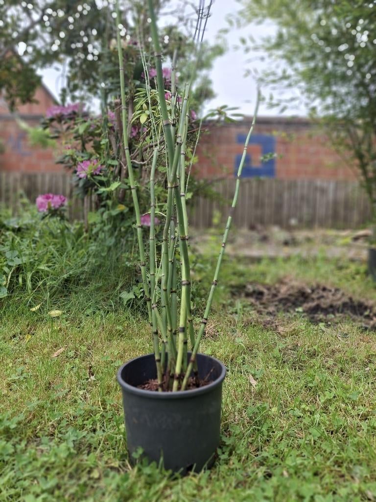 Prêles du Japon, Jardin & Terrasse, Plantes | Jardin, Plante fixe, Plantes de bassin, Plein soleil, Ne fleurit pas, Enlèvement