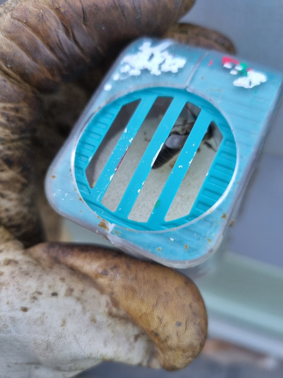 Bijen , Carnica koninginnen, Q 2026, Dieren en Toebehoren, Insecten en Spinnen