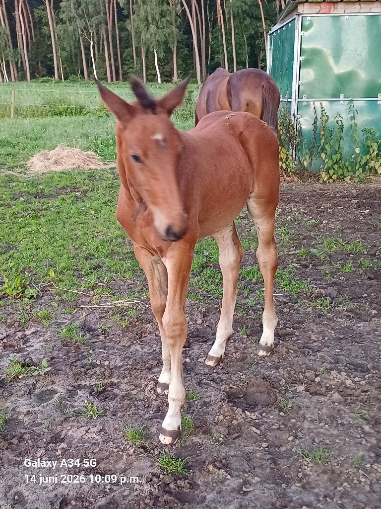 groot springgericht hengstenveulen, Animaux & Accessoires, Chevaux, Étalon, Non dressé, 165 à 170 cm, 0 à 2 ans, Cheval de saut