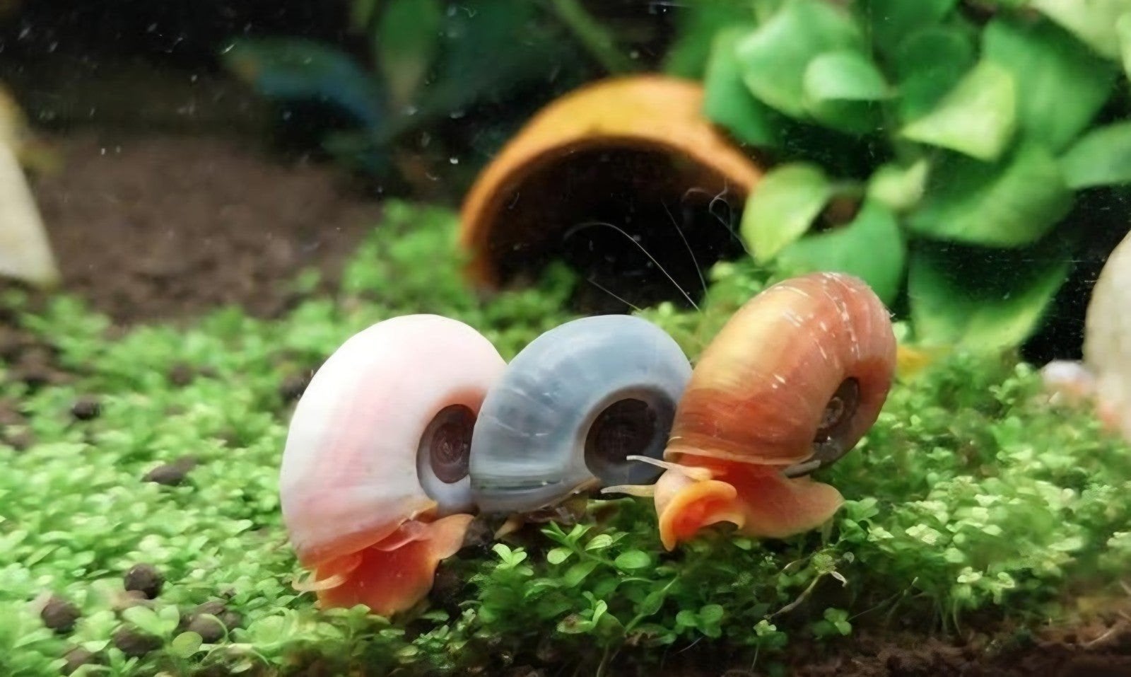Posthoorn slakken Planorbella roze parelmoer, blauw en roos,, Escargot ou Mollusque, Poisson d'eau douce, Banc de poissons
