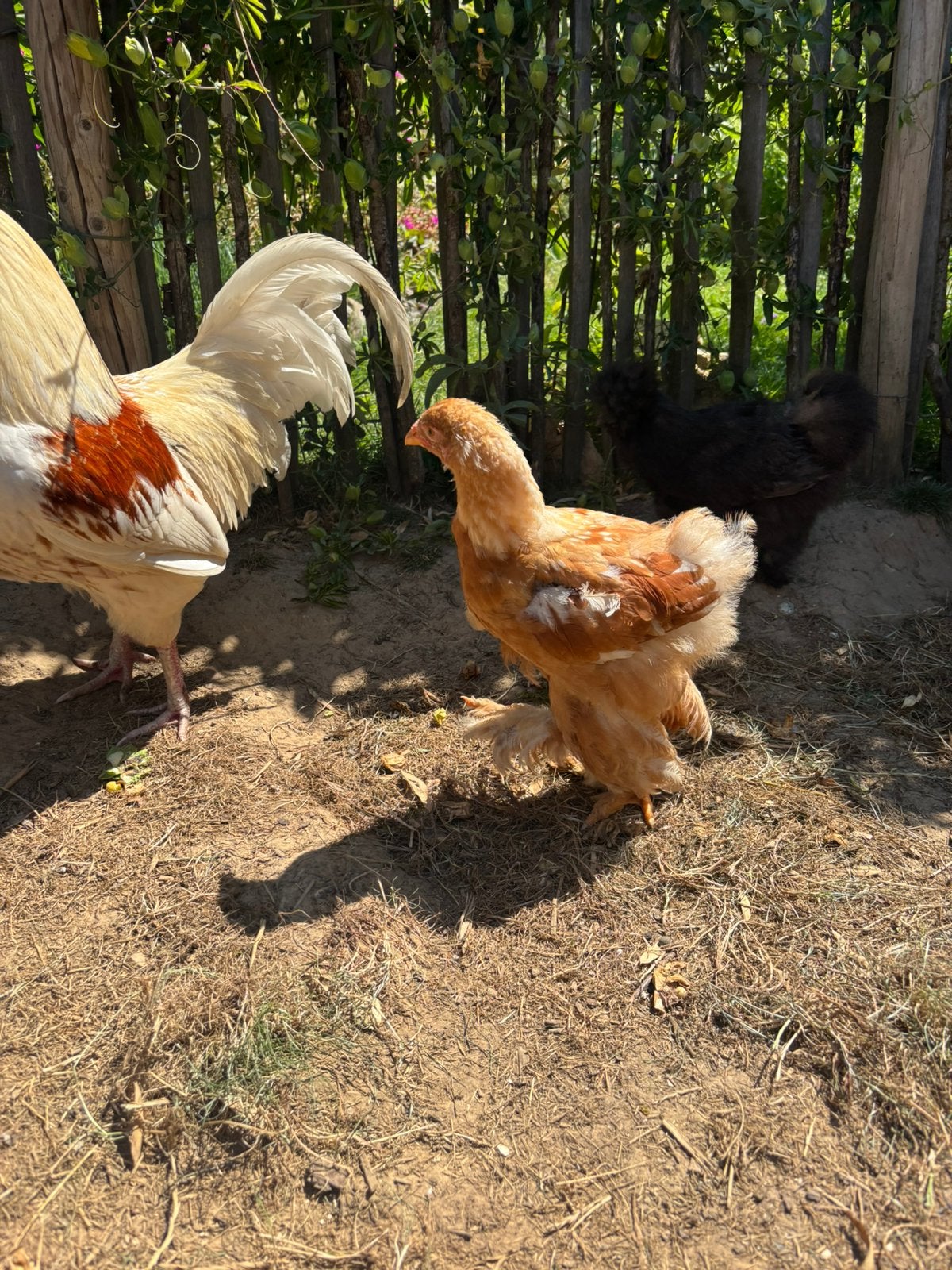 Poussin Bramha, Enlèvement