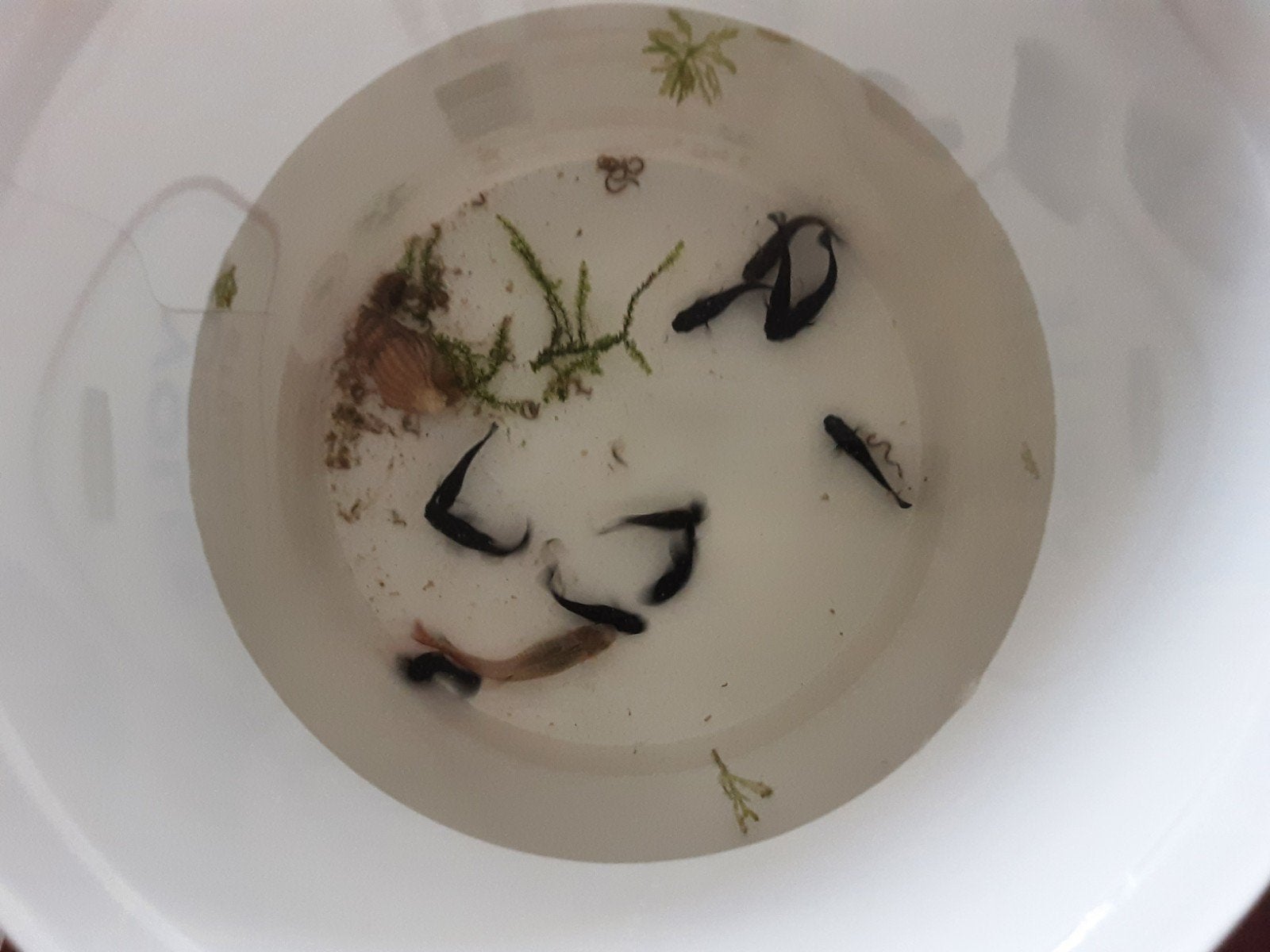 black mollys 1 gup, Dieren en Toebehoren