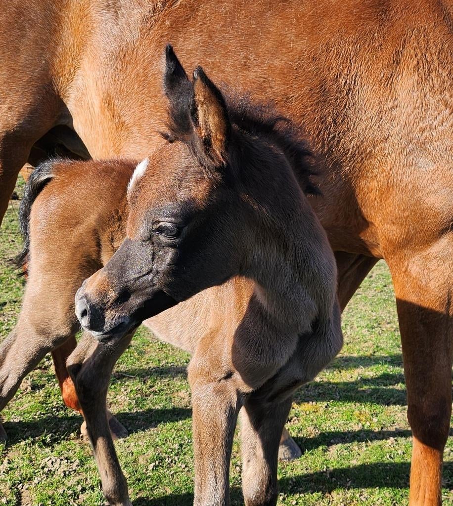 PS Arabisch veulen, Minder dan 160 cm, Met stamboom, Niet van toepassing, 0 tot 2 jaar