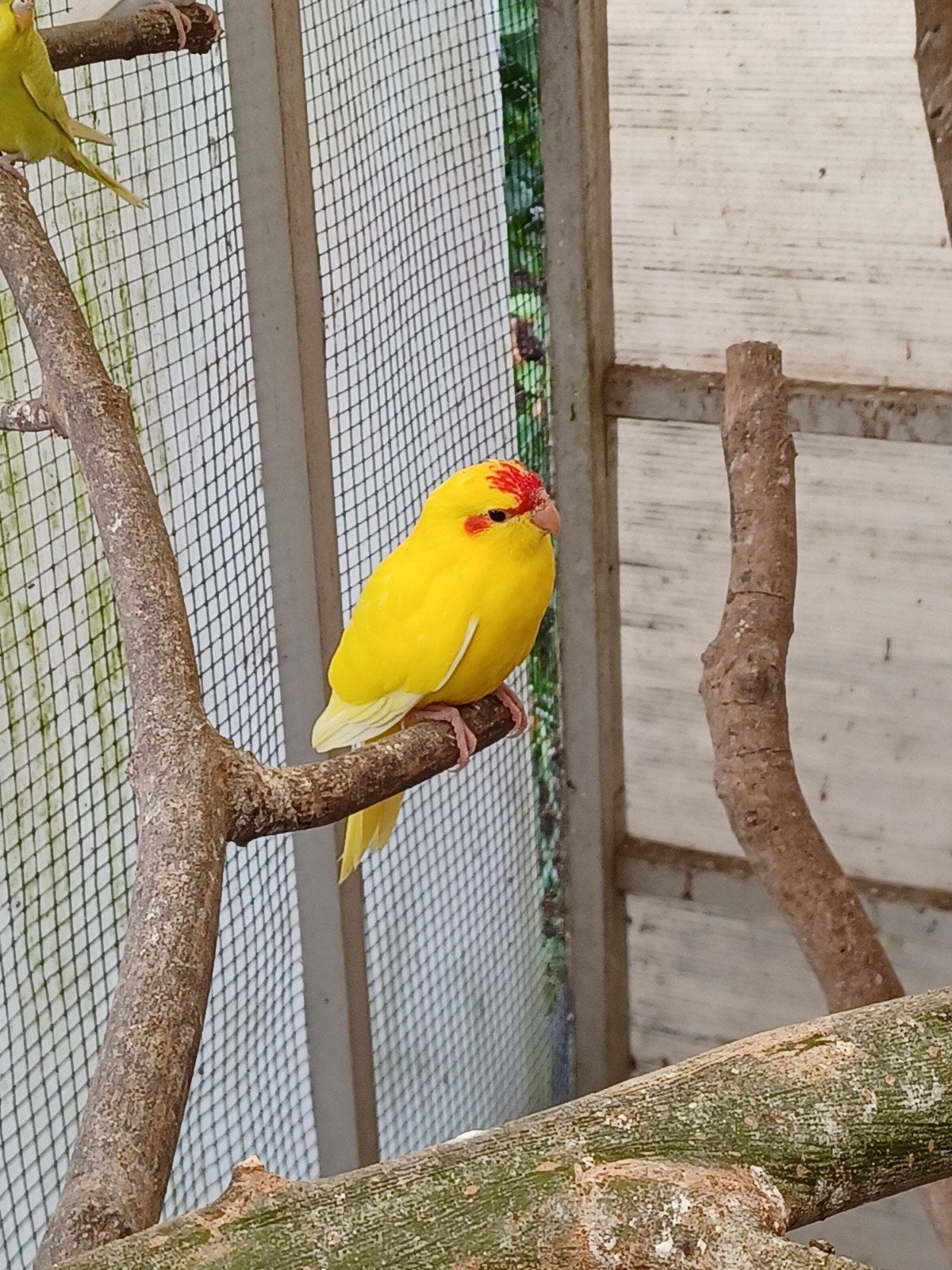 jeune mâle kakariki jaune
