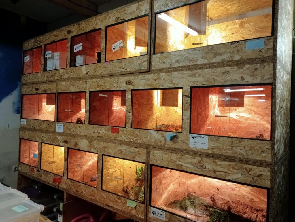 Osb3 terrarium RepHouSZ. Ook maatwerk, Enlèvement, Neuf, Terrarium ou Paludarium