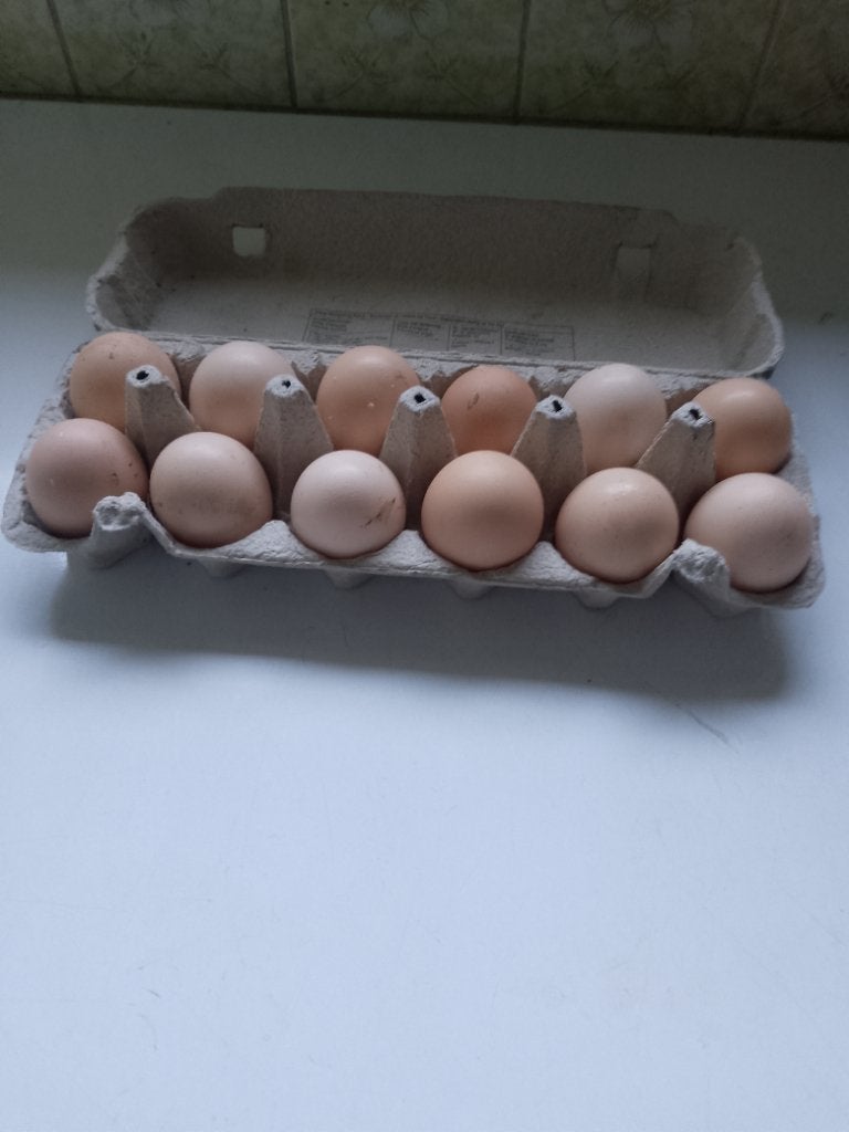 Broedeieren (Mechelse koekoek), Poule ou poulet