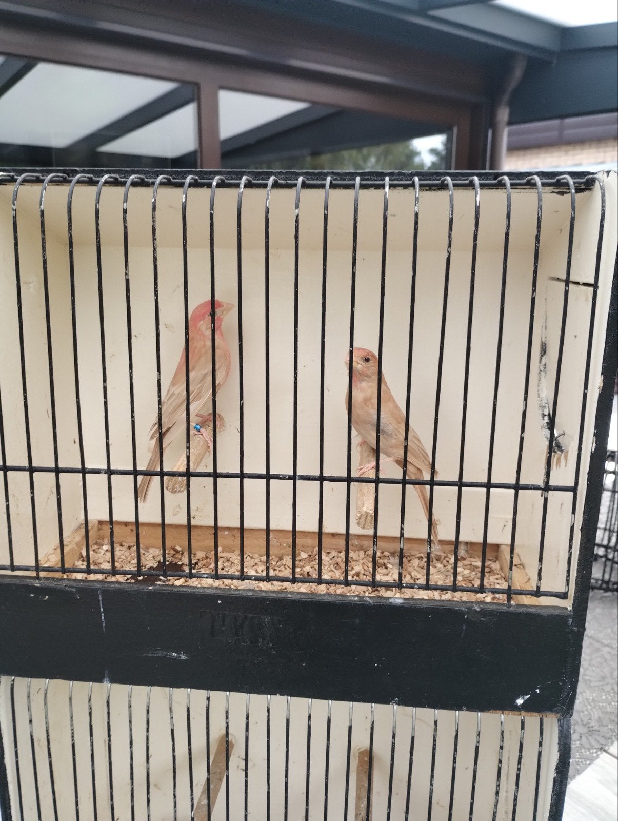 kweekkoppel pheo roodmussen zie foto's, Dieren en Toebehoren, Tropenvogel, Geringd