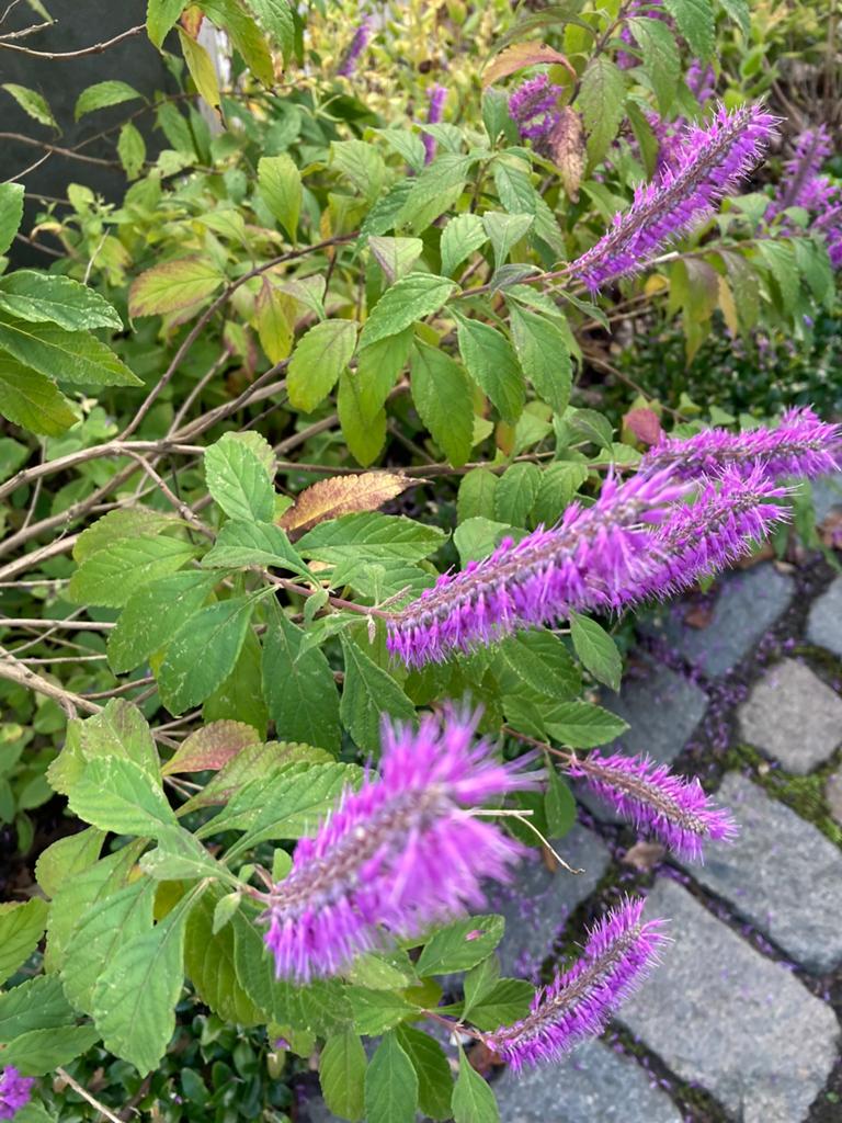 Elsholtzia stauntonii, Tuin en Terras, Planten | Tuinplanten, Ophalen