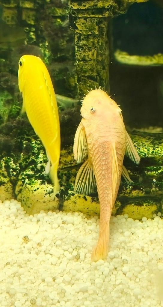Koppel L144 Citroenborstelneuspleco Ancistrus
Koppel, Dieren en Toebehoren, Vissen | Aquariumvissen