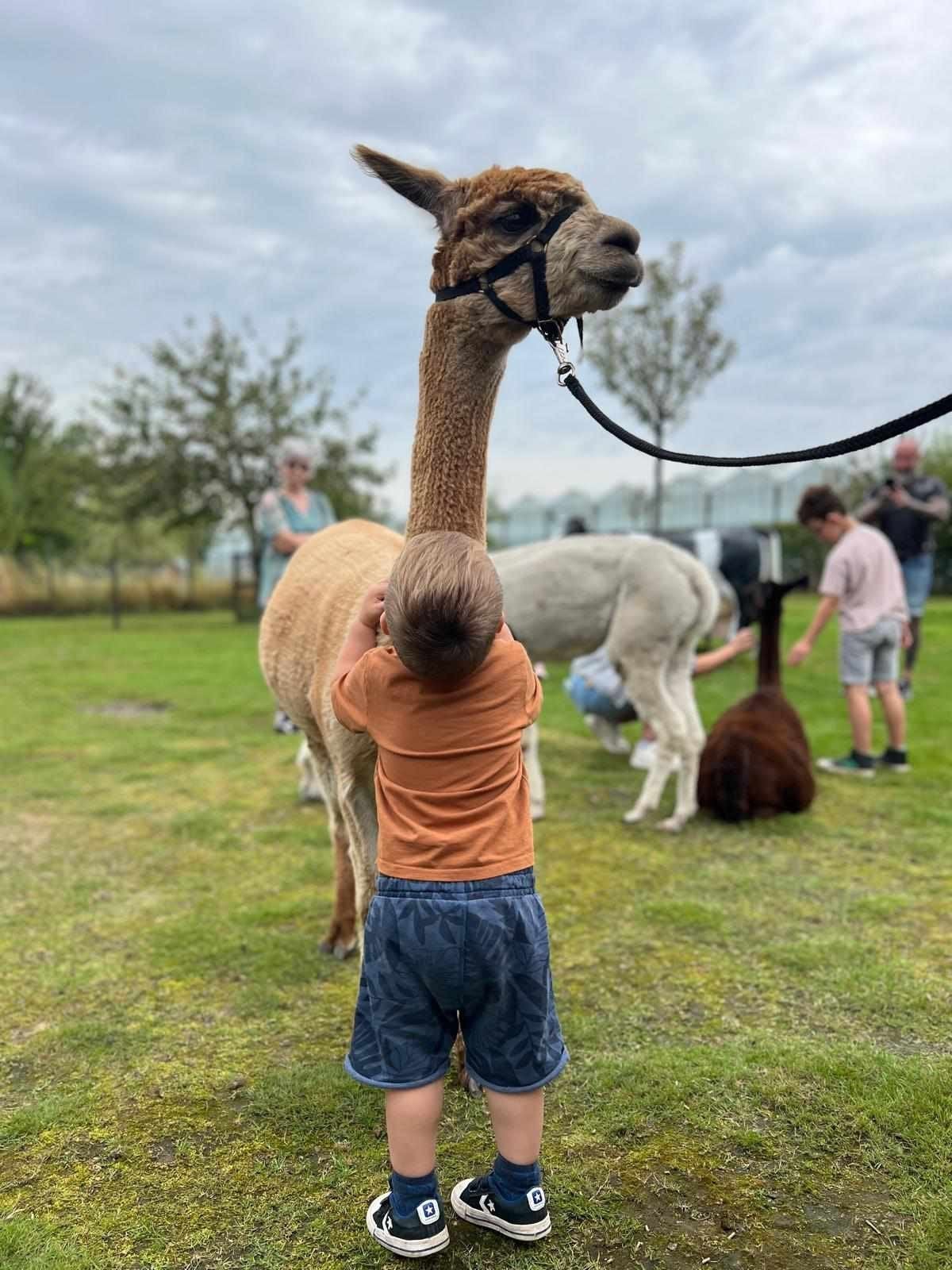 merrie, hand tam, Dieren en Toebehoren, Mei, Vrouwelijk