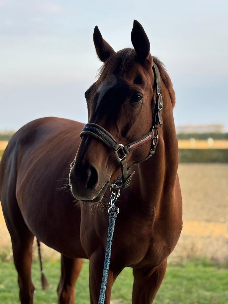 Lief paard merrie, Enlèvement, Équitation