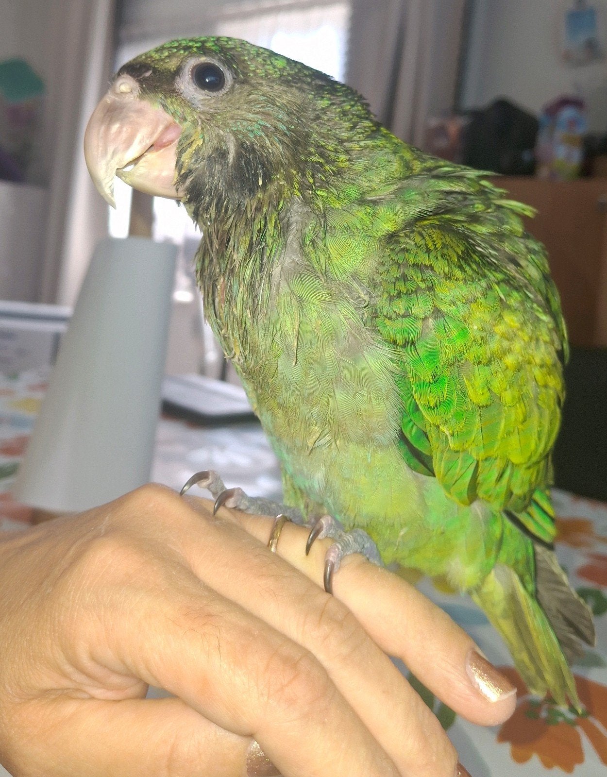 Handtamme baby derbyan, Tam