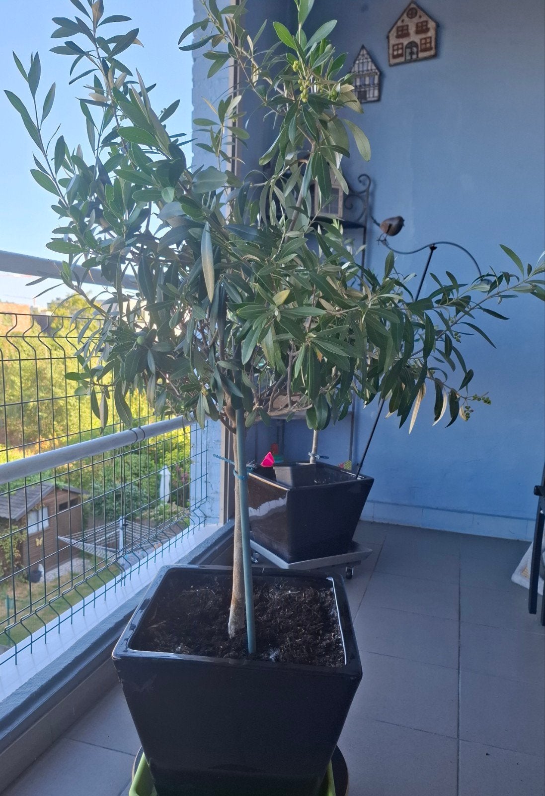 olijfboom met pot (licht beschadigd)zie foto's., Tuin en Terras, Planten | Fruitbomen, Ophalen