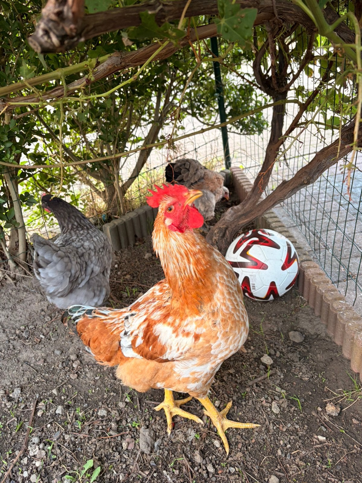 Coq et poules race pondeuse et brahma, Animaux & Accessoires, Enlèvement