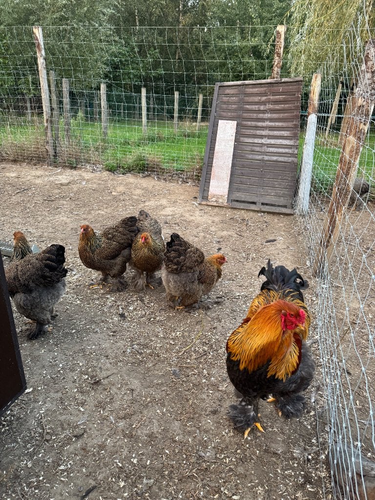 Brahma hennen te koop, Vrouwelijk, Kip