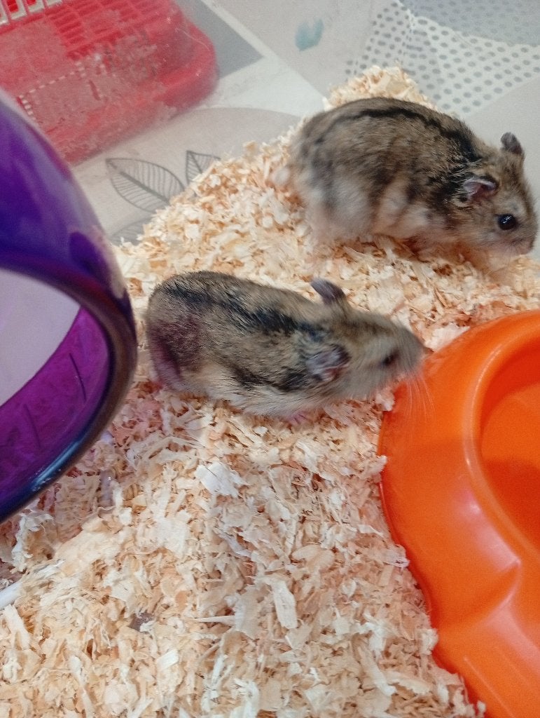 8 TAL DWERGHAMSTERS, Hamster, Juni, Meerdere dieren, Tam