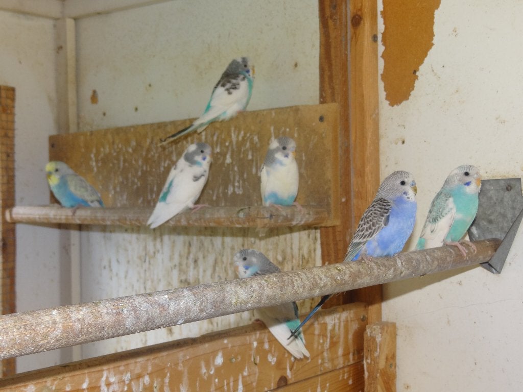 Grasparkieten 2026, Dieren en Toebehoren, Vogels | Parkieten en Papegaaien