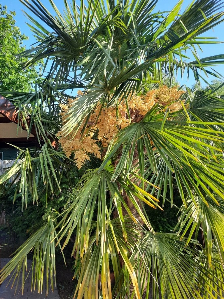graines : palmier résistant à l'hiver trachycarpus fortunei, Enlèvement ou Envoi, Graine