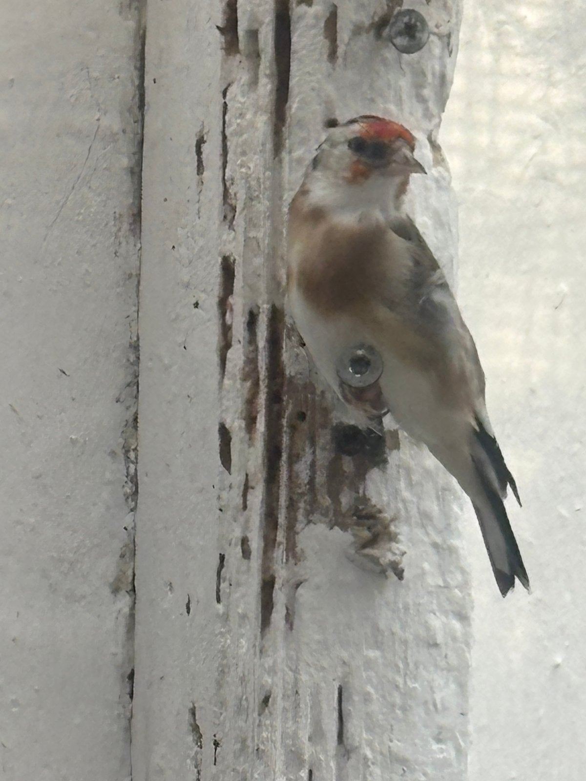 Ditelvink Parva
