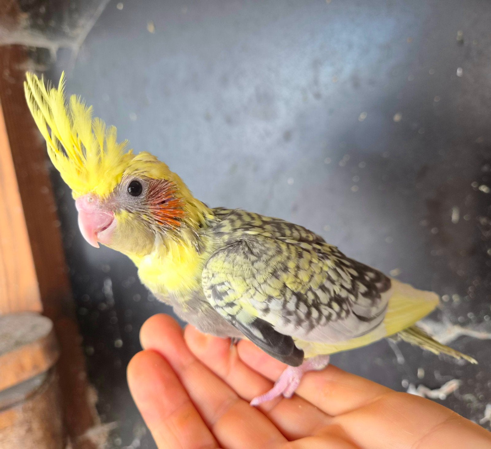 Jonge handtamme valkparkiet, Dieren en Toebehoren, Vogels | Parkieten en Papegaaien, Geslacht onbekend, Parkiet, Tam