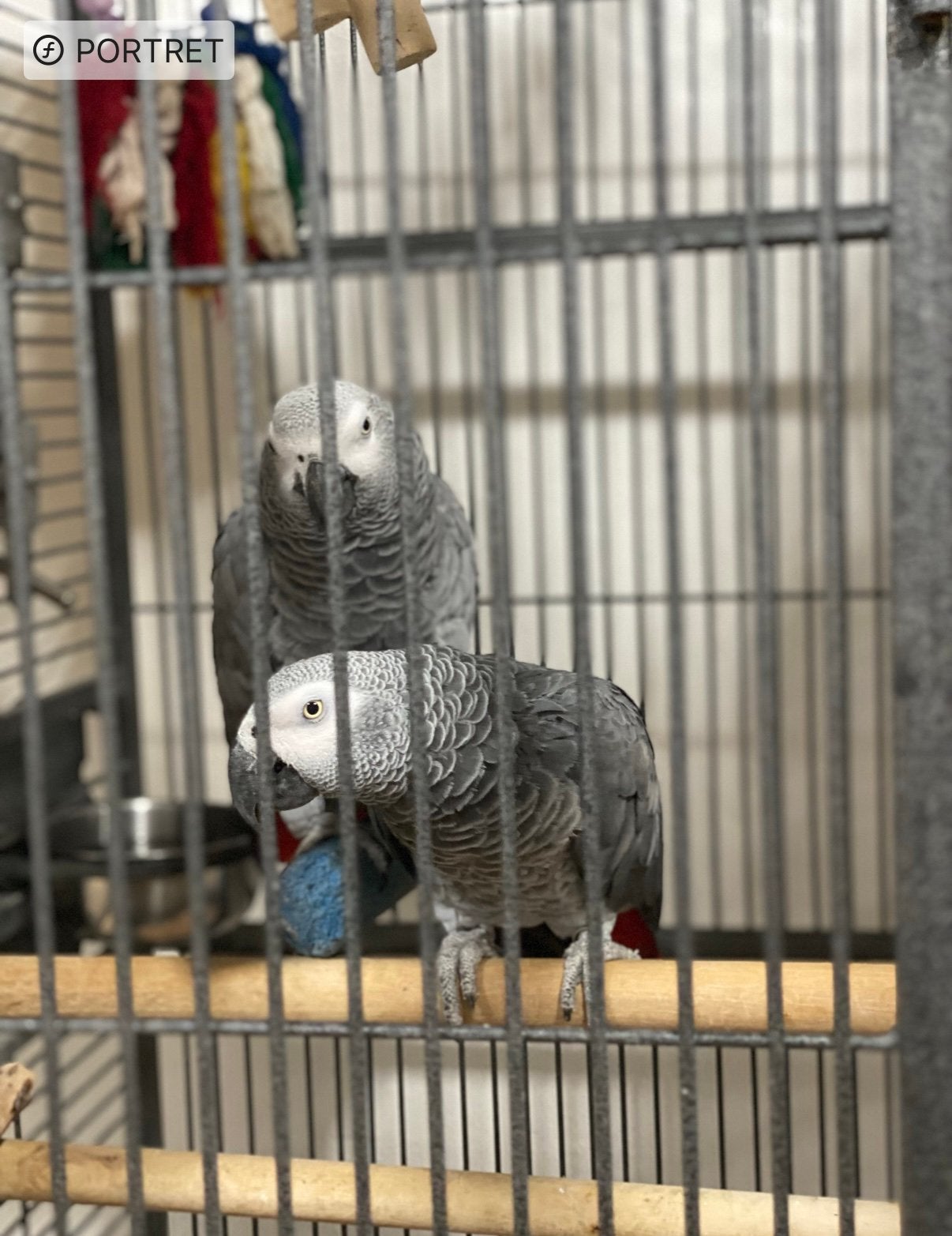Koppel Grijze Rodstaarten, Dieren en Toebehoren, Papegaai